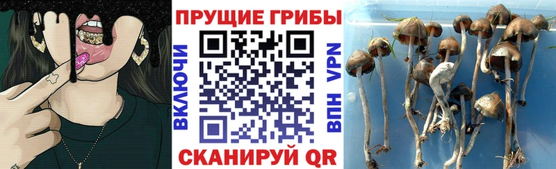 Псилоцибиновые грибы GOLDEN TEACHER  цены   Урень 